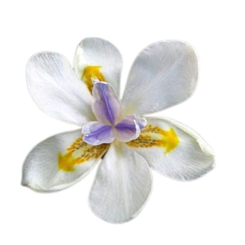 Muda De Moreia Branca | Ponto